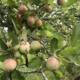 fruit trees and food plots 101 apple tree